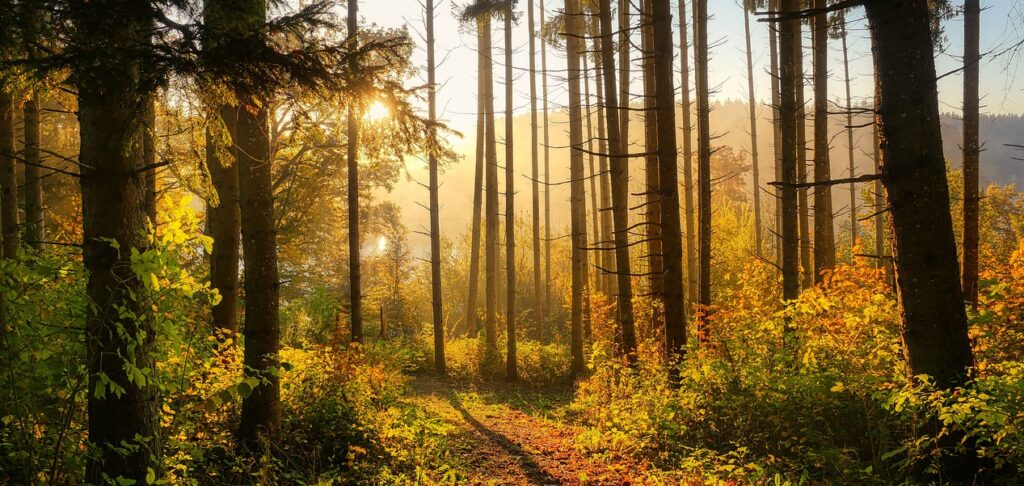 Jakie zmiany wprowadza rozporządzenie EUDR na&nbsp;temat wylesiania?